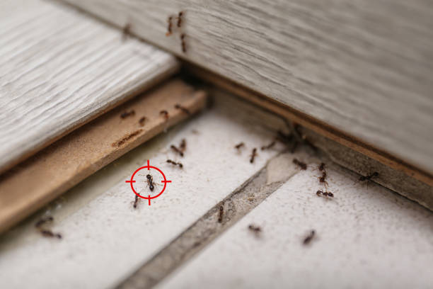 Best Exterminator Services  in Eidson Road, TX