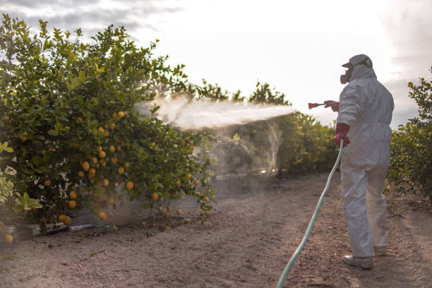 Best Bed Bug Extermination  in Eidson Road, TX