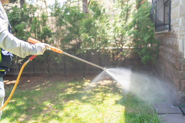 Best Flea Control Services  in Eidson Road, TX