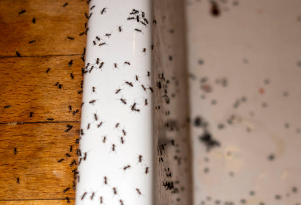 Best Pest Control for Businesses  in Eidson Road, TX